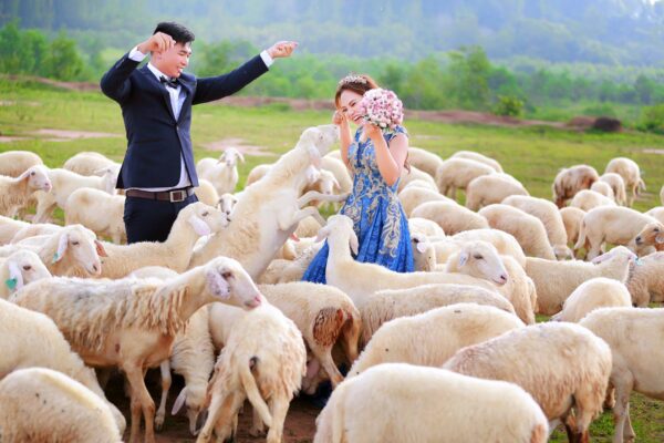 Nhiều cặp đôi chọn Đồi Cừu Suối Nghệ là nơi lưu giữ khoảnh khắc hạnh phúc