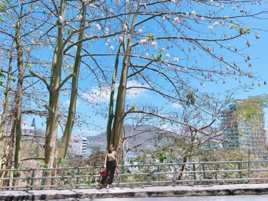 cay bong gon vung tau